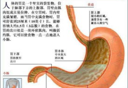 泌尿系统解剖图,肾、输尿管、膀胱与尿道的结构与功能