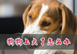 狗上火了怎么办,预防与治疗全方位解析